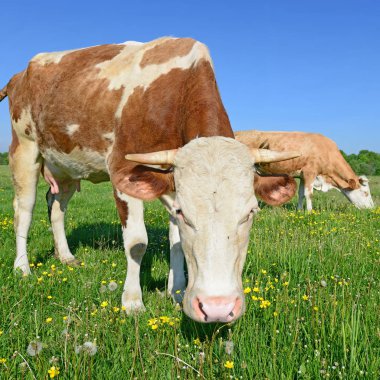 Yaz otlağında inekler