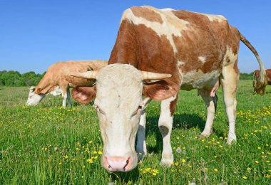 Yaz otlağında inekler