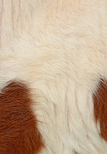 Natural Cow Fur Texture Closeup — Photo