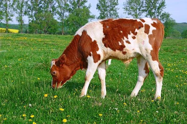 Kalven Fäbod — Stockfoto