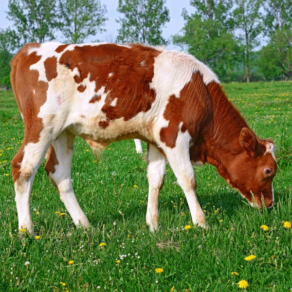 Nyári Legelőn Borjú — Stock Fotó