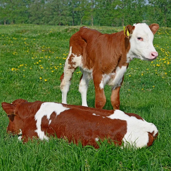Calfs Summer Pasture — Stock Photo, Image