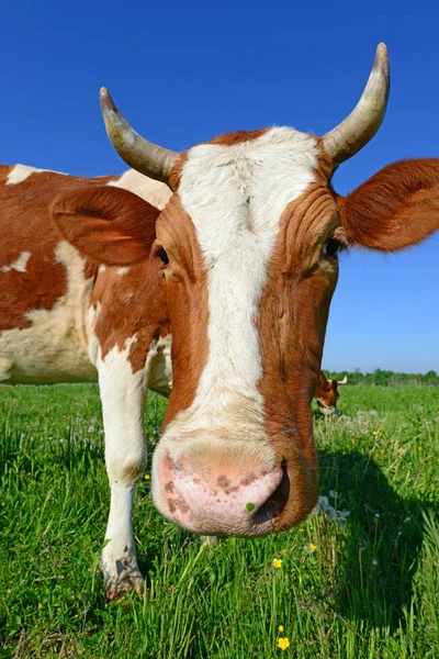 Vache Dans Pâturage Été — Photo