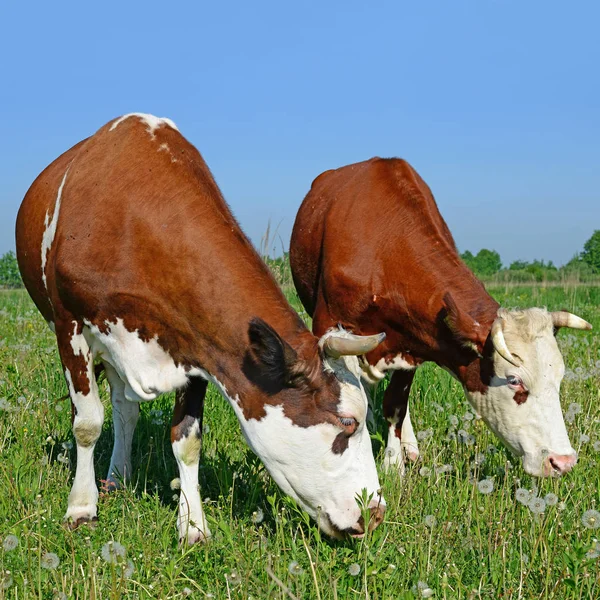 Tehenek Nyári Legelőn — Stock Fotó