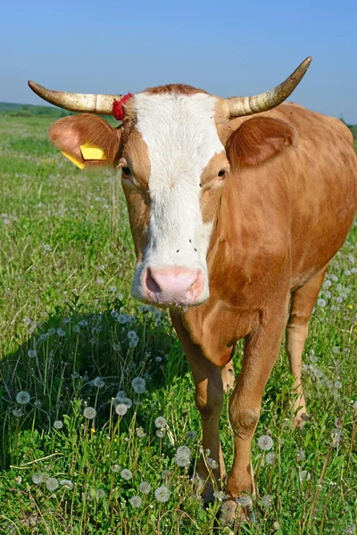 Koe Een Zomerweide — Stockfoto