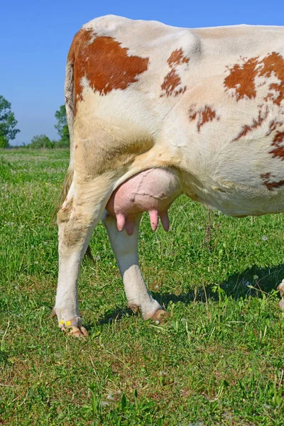 Udder Cow Closeup — Fotografia de Stock