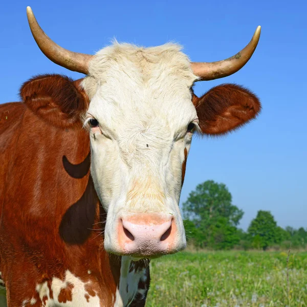 Kuh Auf Einer Sommerweide — Stockfoto