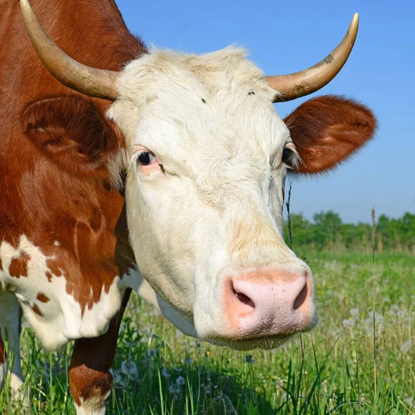 Koe Een Zomerweide — Stockfoto