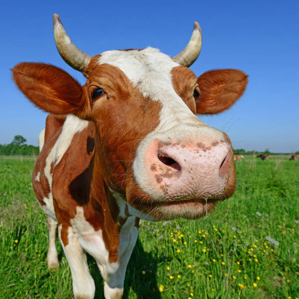 Cow on a summer pasture