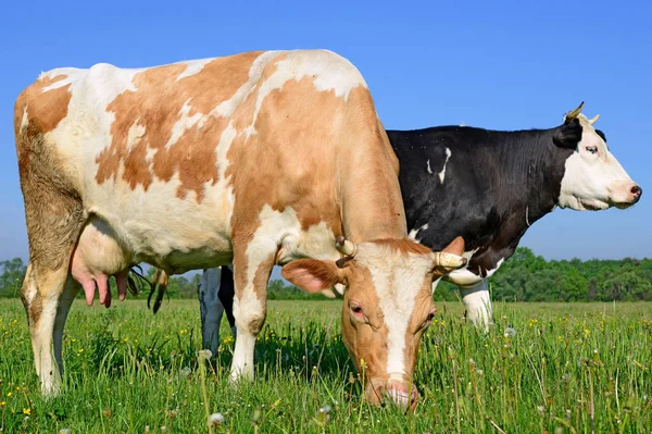 Cows Summer Pasture — Stock Photo, Image