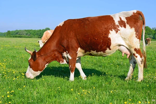 Корови Літньому Пасовищі — стокове фото