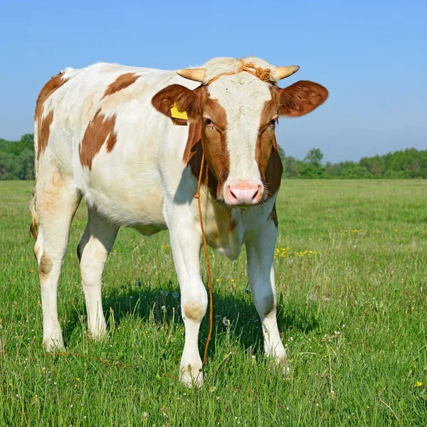 Het Kalf Een Zomer Weiland — Stockfoto