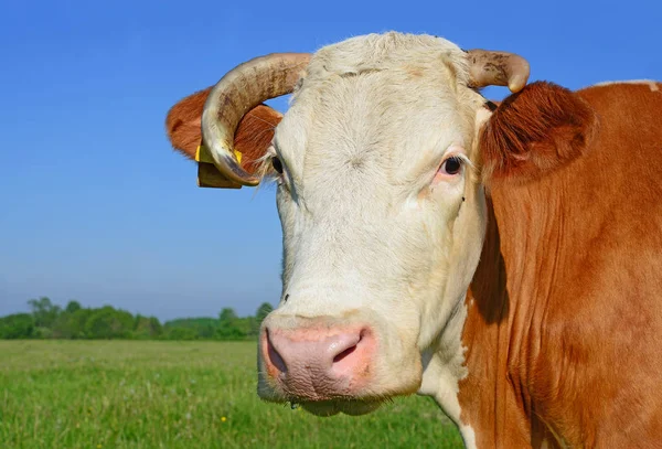 Kuh Auf Einer Sommerweide — Stockfoto