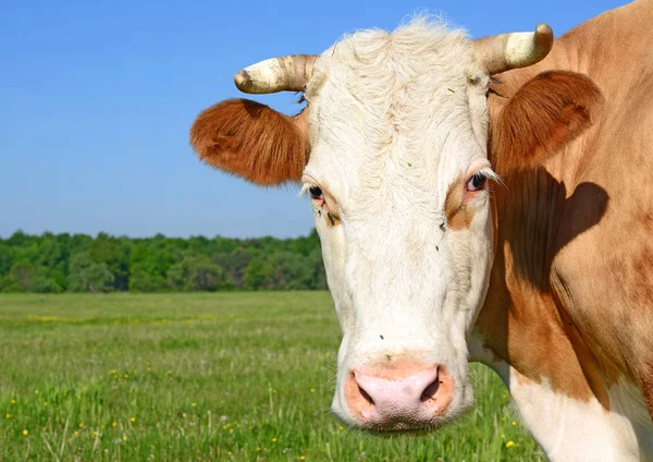 Vache Dans Pâturage Été — Photo