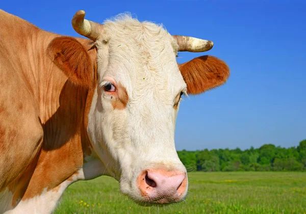 Vache Dans Pâturage Été — Photo