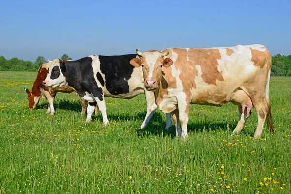 Kühe Auf Einer Sommerweide — Stockfoto