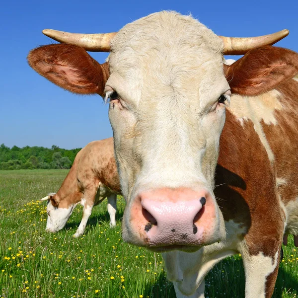 Vache Dans Pâturage Été — Photo