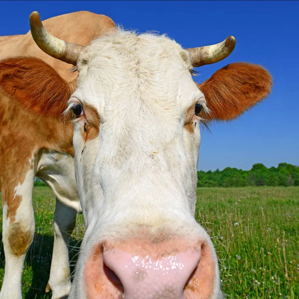 Koe Een Zomerweide — Stockfoto