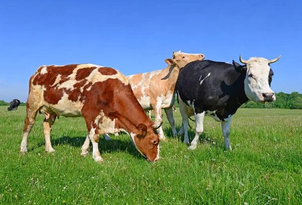 Vaches Sur Pâturage Été — Photo