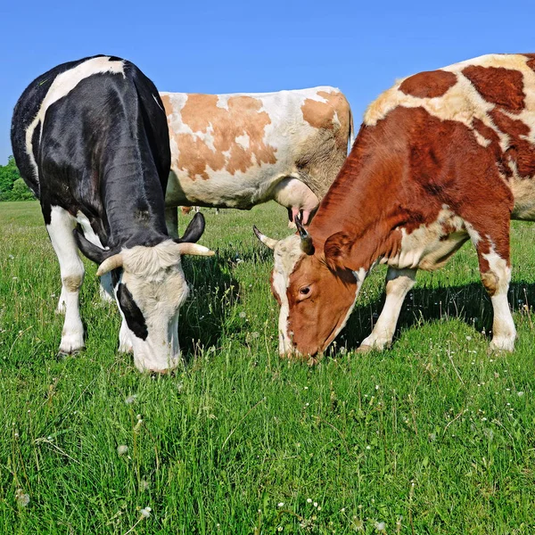 Cows Summer Pasture — Stock Photo, Image