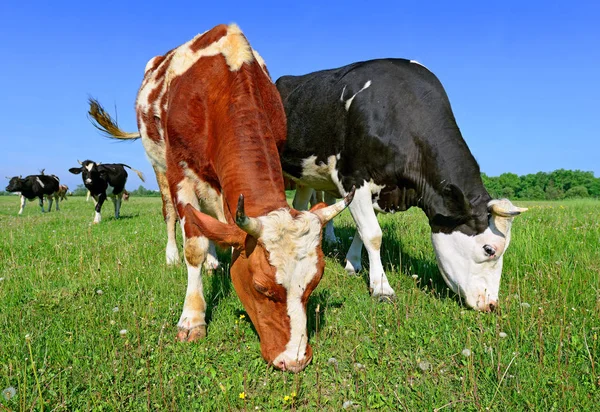 Koeien Een Zomerweide — Stockfoto