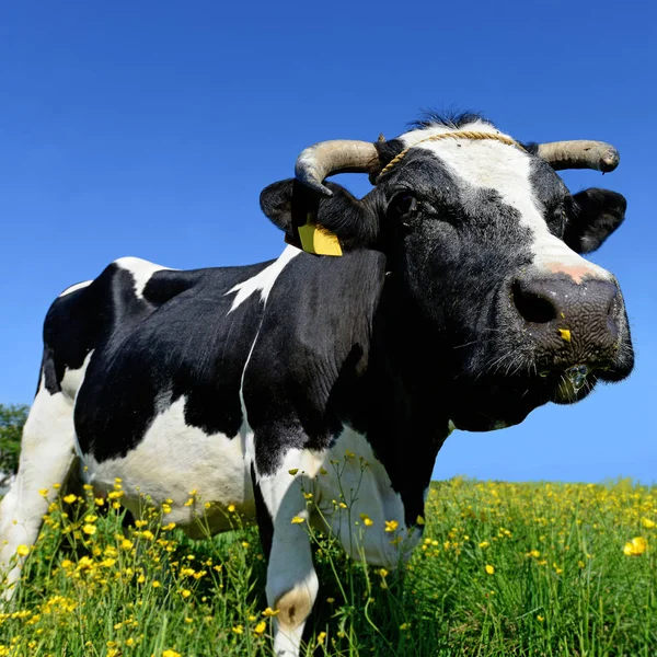 Kuh Auf Einer Sommerweide — Stockfoto