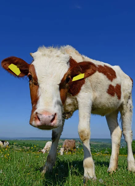 Calf Summer Pasture — Stock Photo, Image