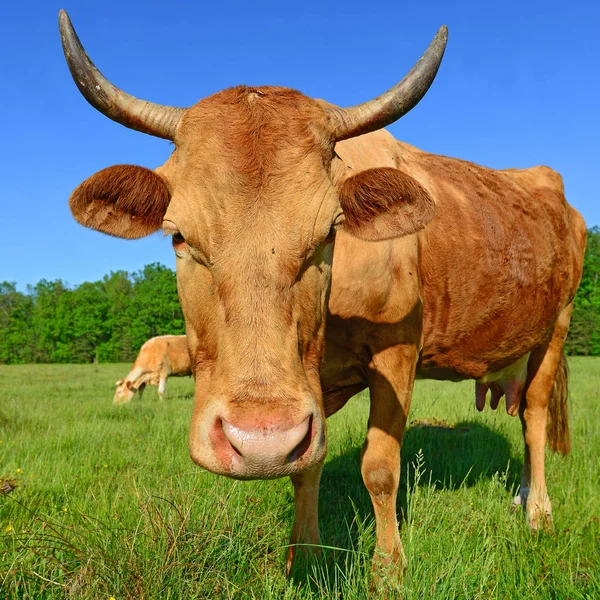 Vaca Pasto Verão — Fotografia de Stock