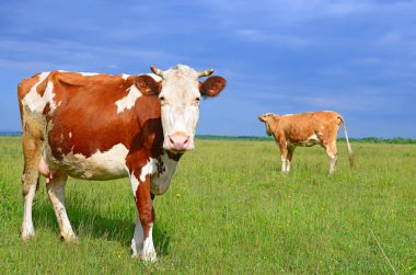 Yaz otlağında inekler