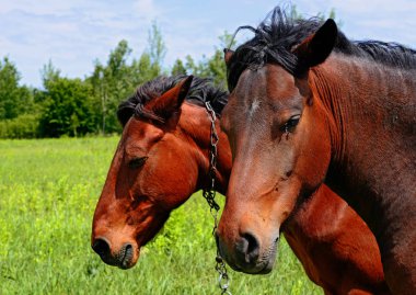 . Yaz otlağında atlar