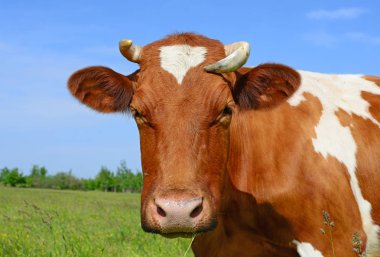 Yaz otlağında inek