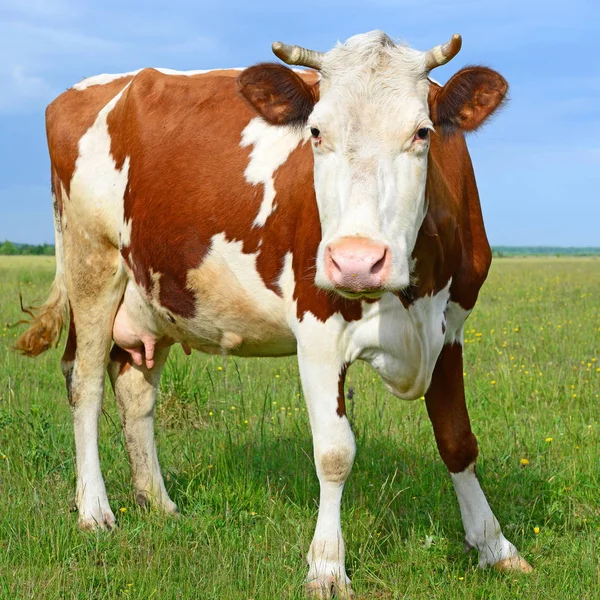 Koe Een Zomerweide — Stockfoto