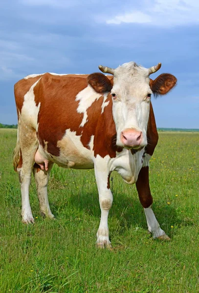 Vache Dans Pâturage Été — Photo