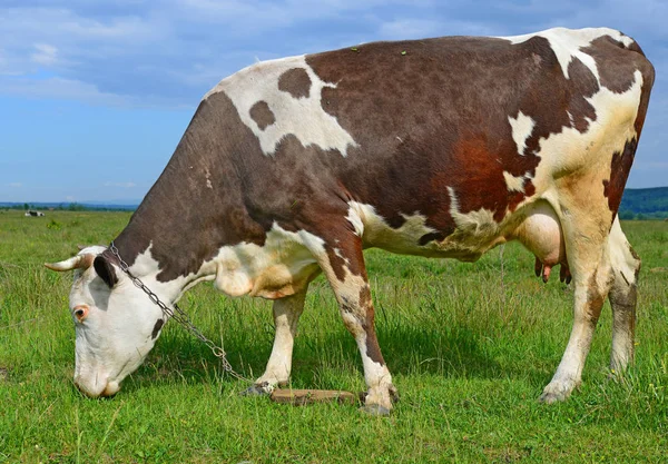 Vache Dans Pâturage Été — Photo