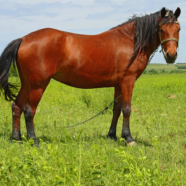 Häst Sommarbetesmark — Stockfoto