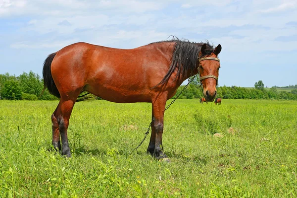 Kůň Letní Pastvině — Stock fotografie