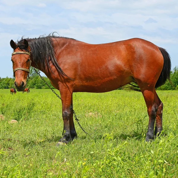 Häst Sommarbetesmark — Stockfoto