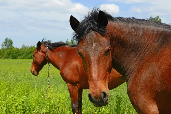 Caballos Pastizal Verano — Foto de Stock