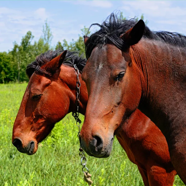 Chevaux Sur Pâturage Été — Photo