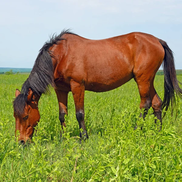 Άλογο Καλοκαιρινό Βοσκότοπο — Φωτογραφία Αρχείου