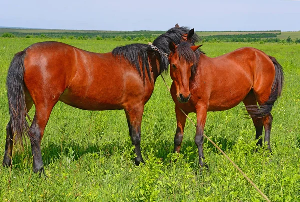Paarden Een Zomerweide — Stockfoto
