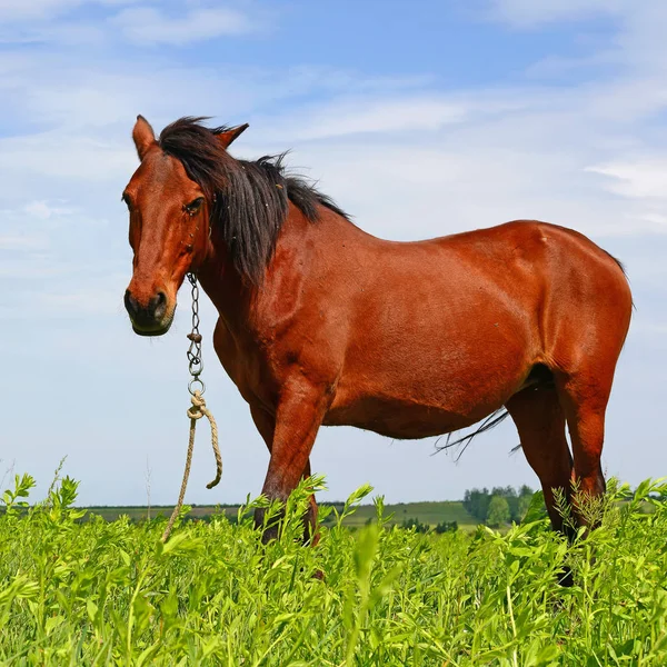 Cheval Sur Pâturage Été — Photo