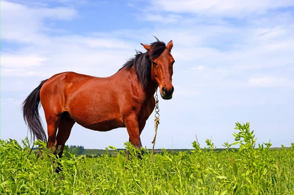 Cheval Sur Pâturage Été — Photo