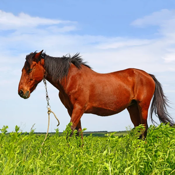 Cavallo Pascolo Estivo — Foto Stock