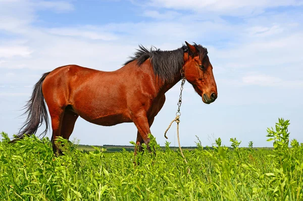 Кінь Літньому Пасовищі — стокове фото