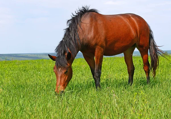 Cheval Sur Pâturage Été — Photo