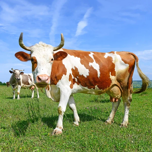 Cows Summer Pasture — Stock Photo, Image