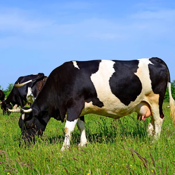 Krávy Letní Pastvině — Stock fotografie