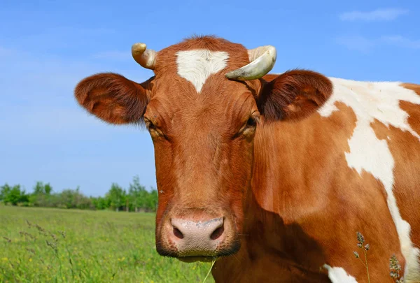 Vaca Pasto Verão — Fotografia de Stock