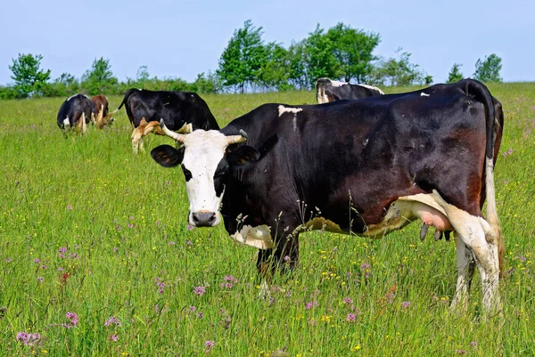 Las Vacas Pasto Verano —  Fotos de Stock